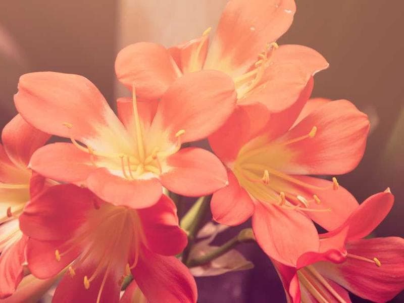 Elegant Licensed Gold Tuna