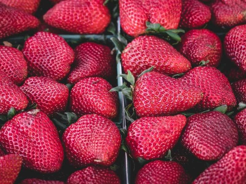 Elegant Licensed Cotton Gloves