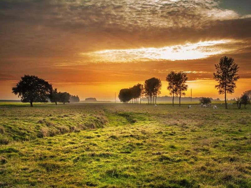 Oriental Unbranded Rubber Sausages
