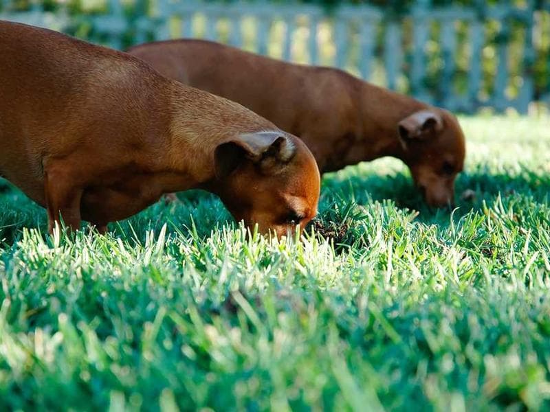 Generic Oriental Silk Shoes