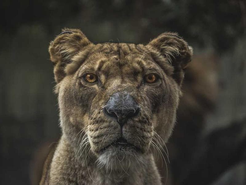Handmade Incredible Silk Hat