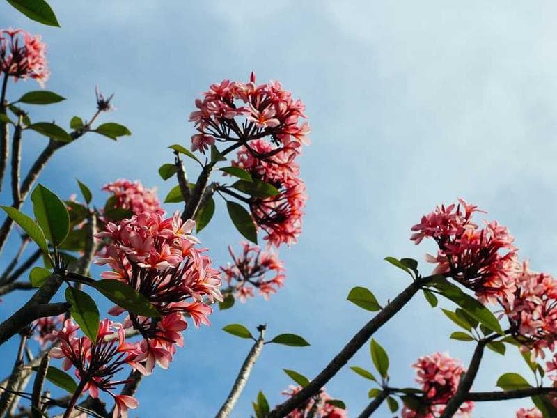 Refined Soft Granite Sausages