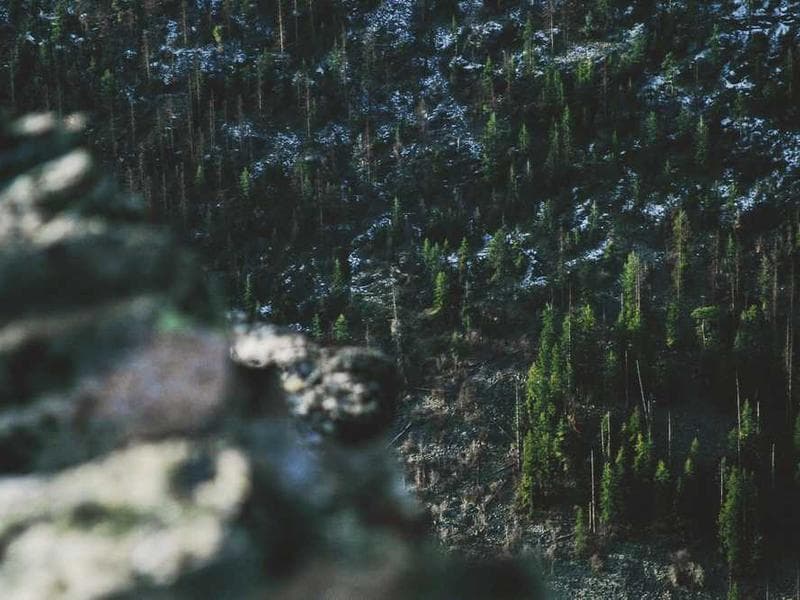 Licensed Fresh Gold Tuna