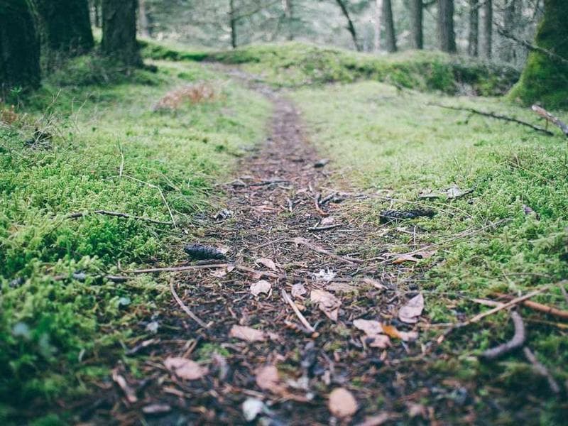 Frozen Bespoke Metal Fish