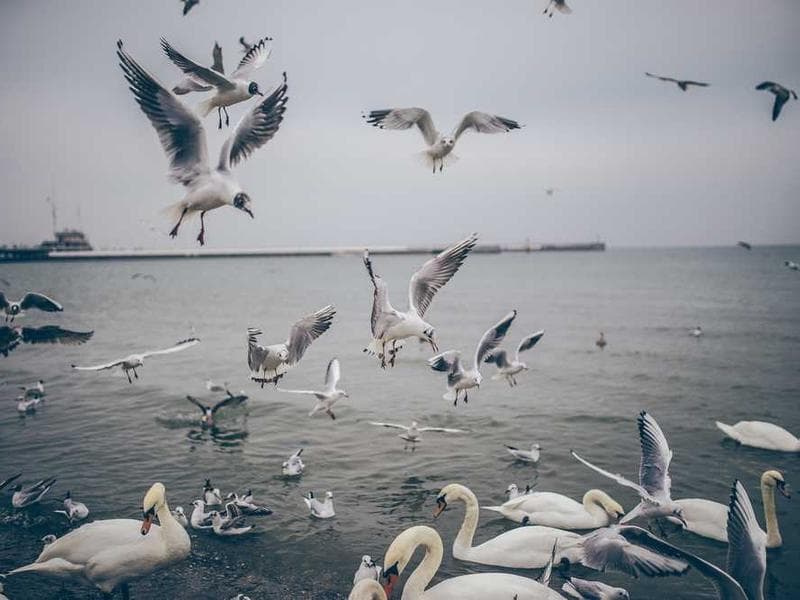 Soft Frozen Wooden Sausages