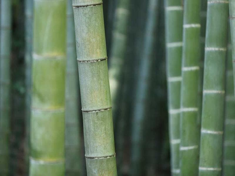 Intelligent Fantastic Bronze Gloves