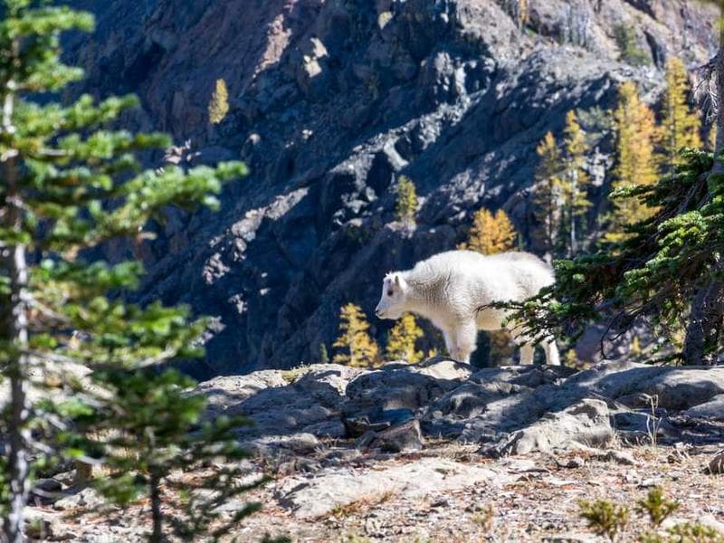 Luxurious Frozen Granite Table