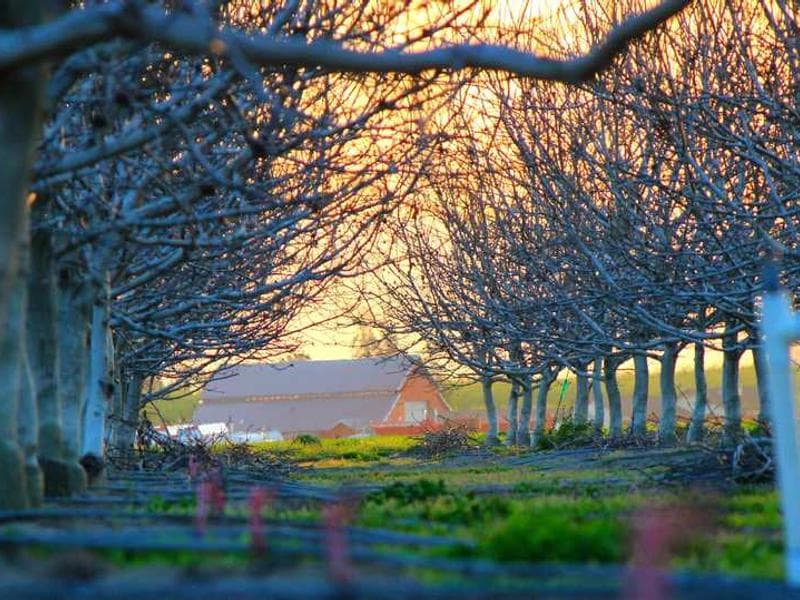 Electronic Sleek Bronze Cheese