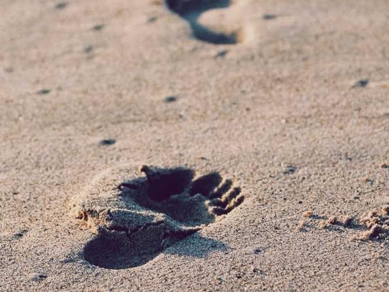 Licensed Rustic Silk Chips