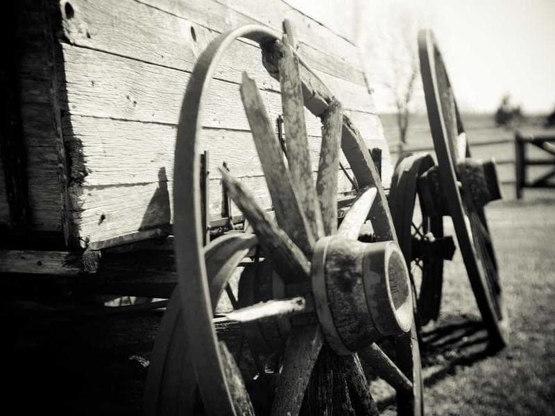 Tasty Fresh Silk Gloves