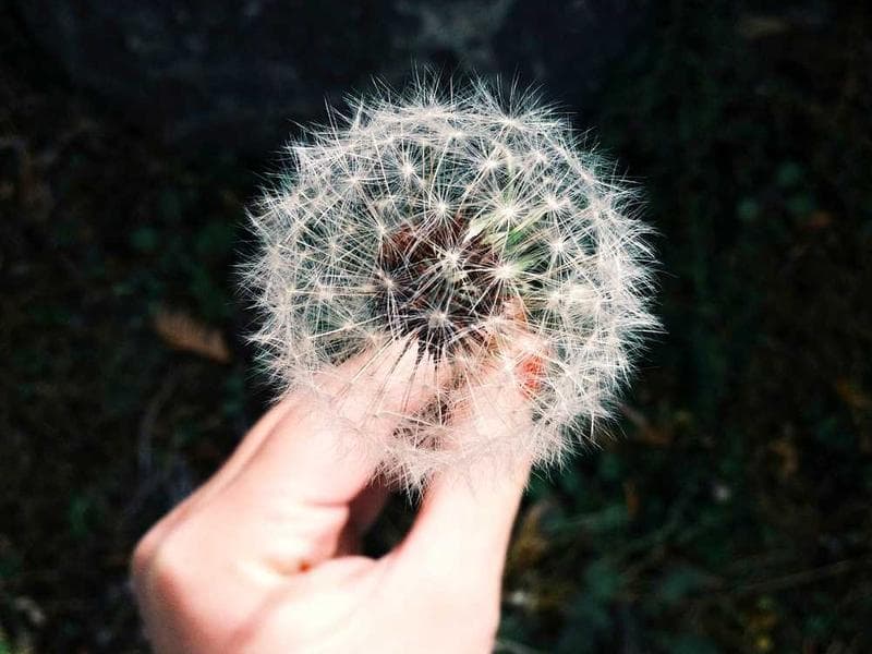 Intelligent Practical Ceramic Bacon