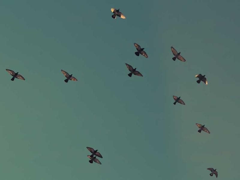 Fresh Handmade Gold Chips