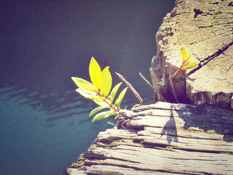 Luxurious Frozen Ceramic Chips