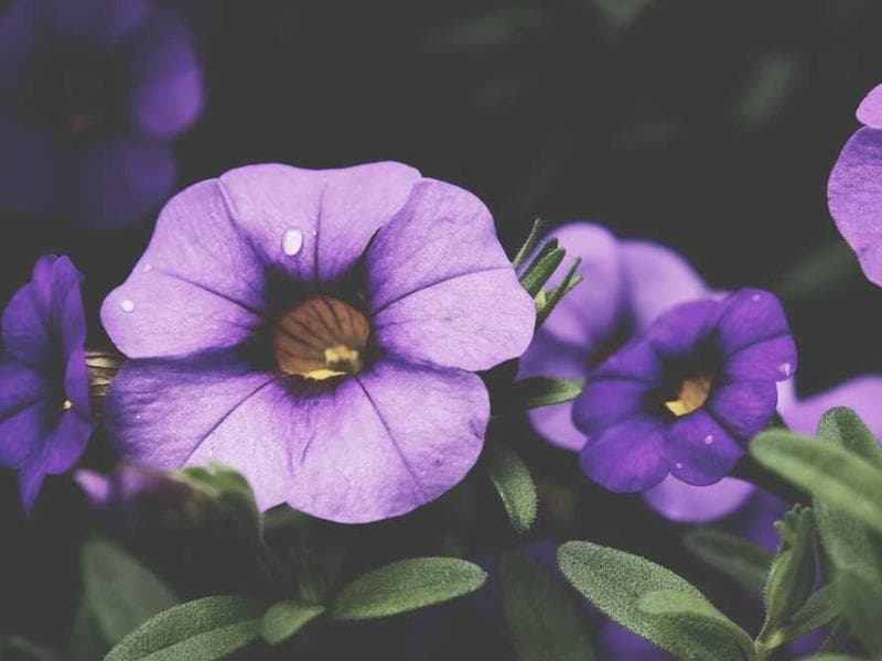 Rustic Practical Granite Mouse