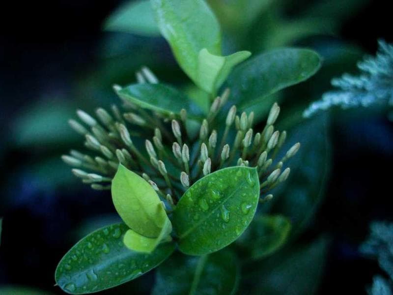 Rustic Practical Granite Mouse