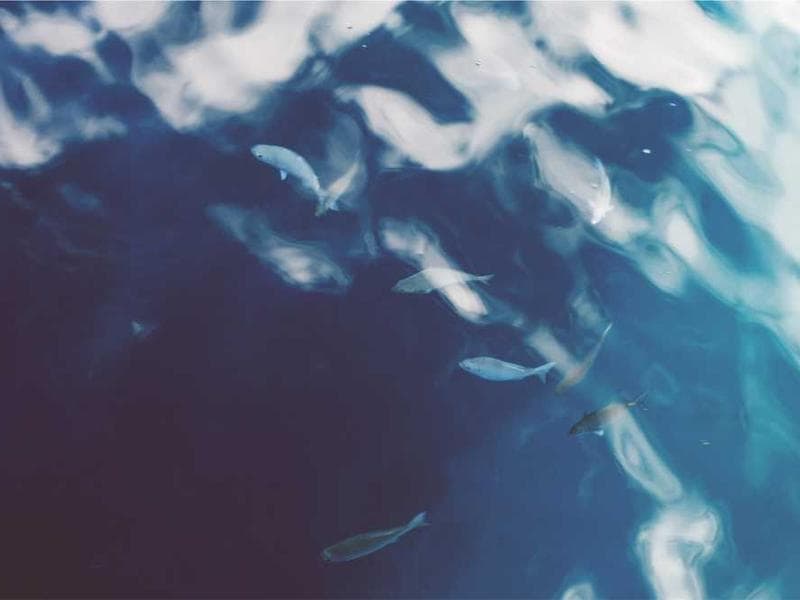 Licensed Bespoke Rubber Cheese