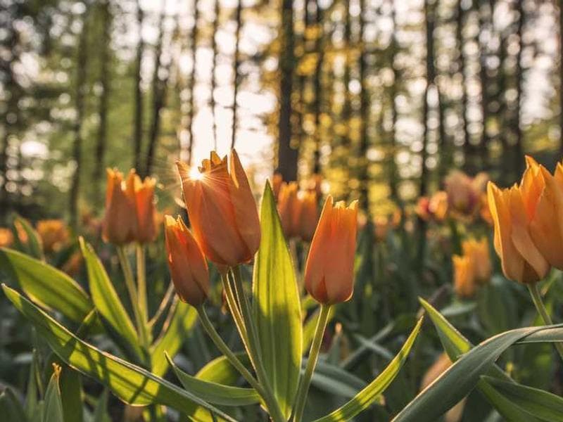 Licensed Bespoke Rubber Cheese