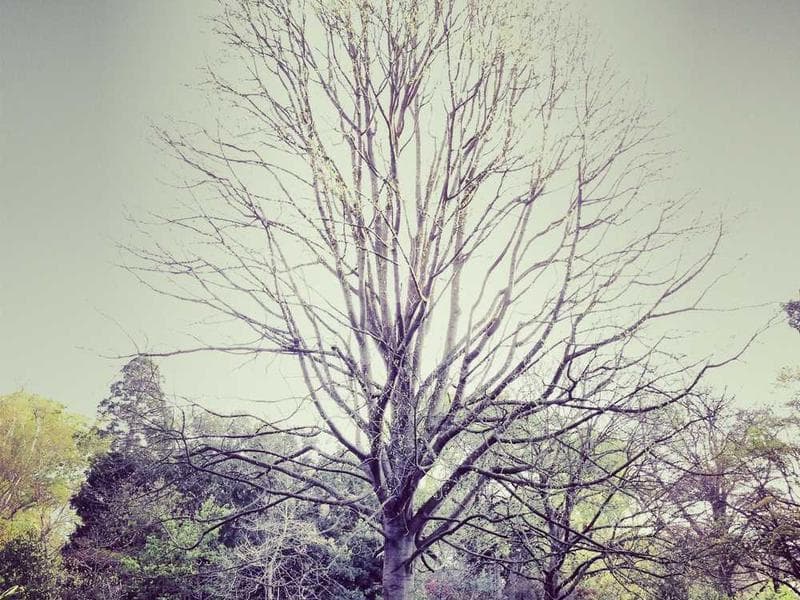 Frozen Soft Wooden Pants