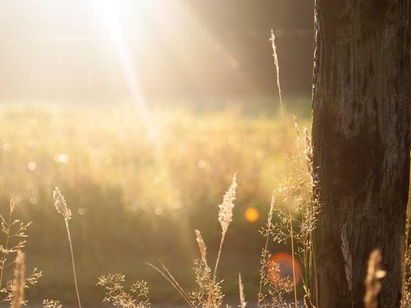 Handcrafted Refined Wooden Pants
