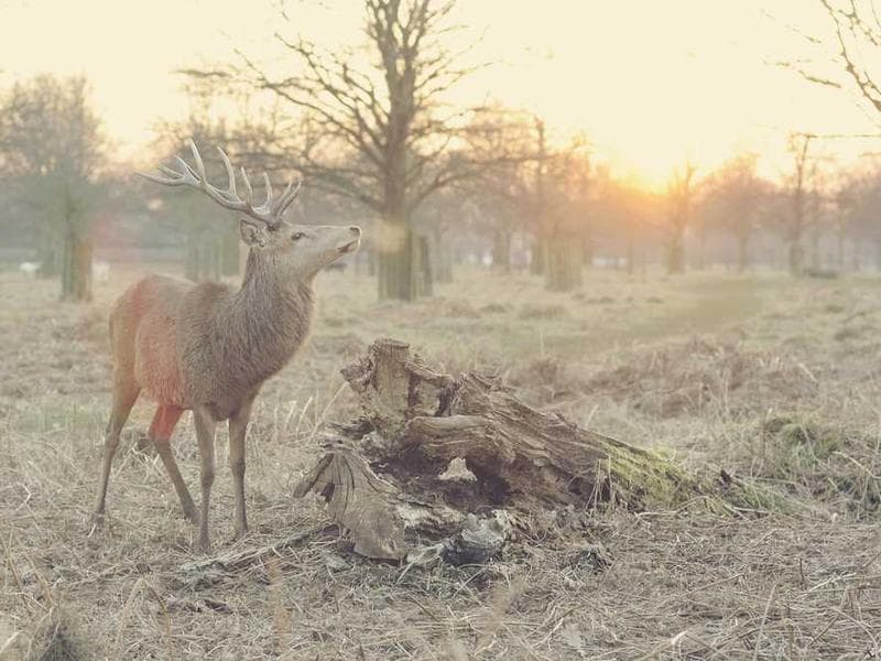 Modern Fresh Rubber Bacon