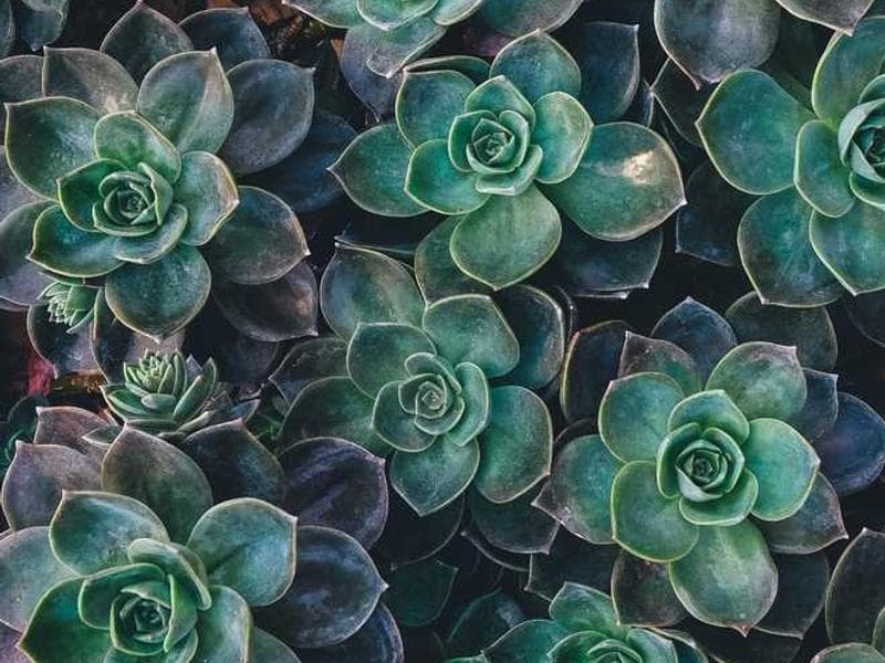 Gorgeous Fantastic Metal Shoes