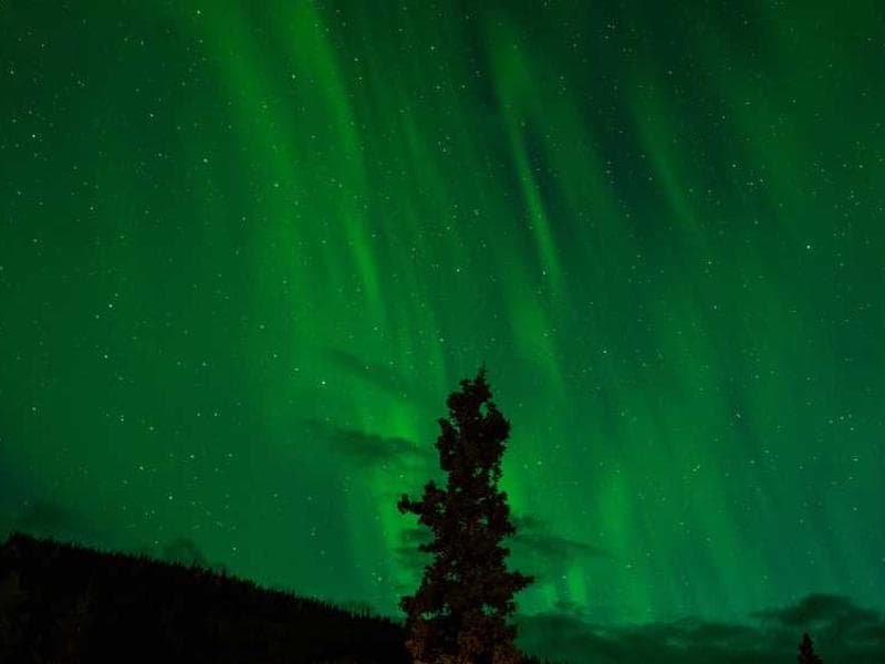 Generic Incredible Metal Bacon