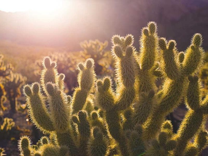 Bespoke Sleek Cotton Sausages