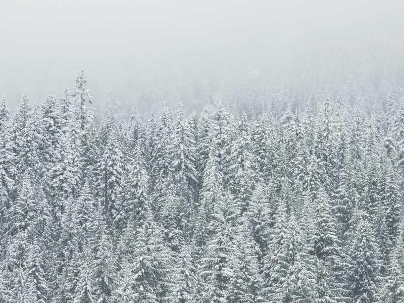 Bespoke Sleek Cotton Sausages