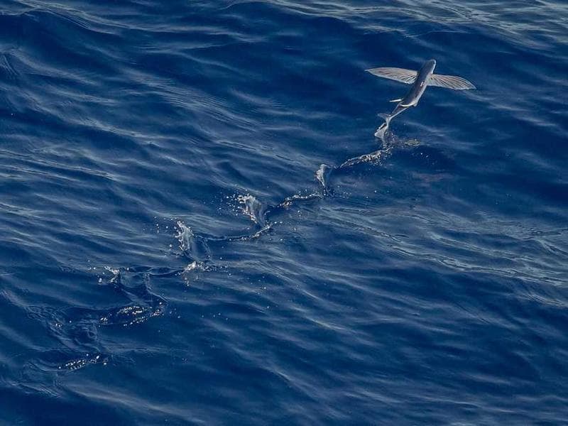 Small Soft Cotton Hat