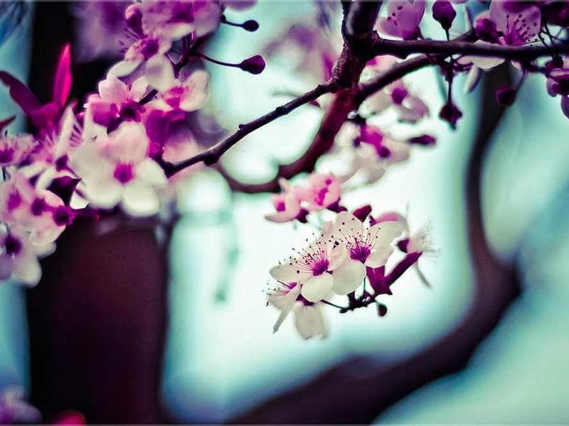 Electronic Bespoke Bamboo Fish