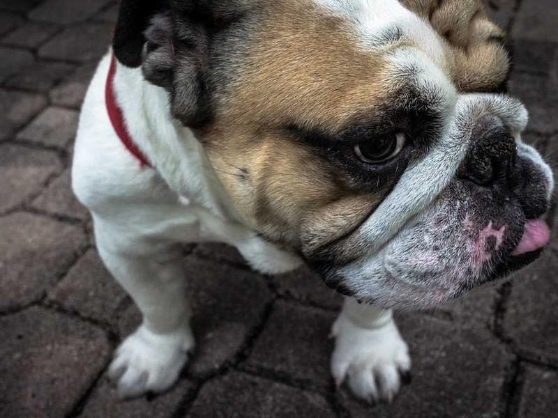 Frozen Gorgeous Ceramic Bike